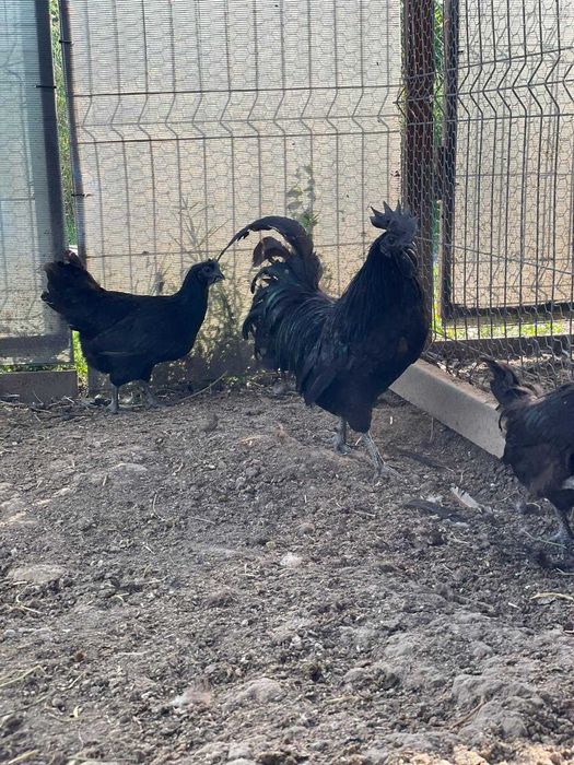 Ouă Ayam Cemani – cocoșul Ferrari și găina de lux în curtea ta