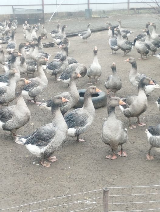 В продаже живые гуси