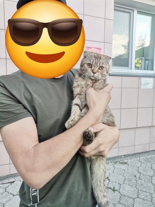 Пропал кот Шотландский вислоухий