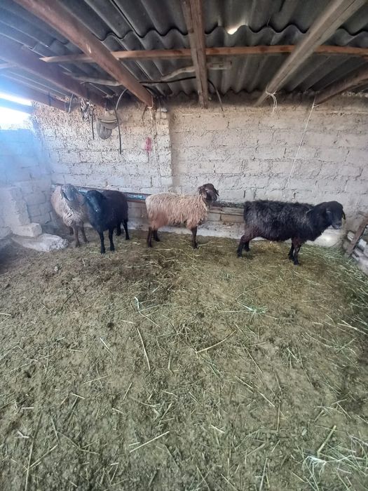 Екі тоқты екі саулық сатылады