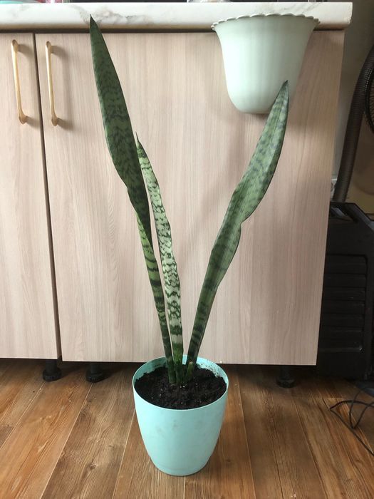 Комнатные цветы большой выбор