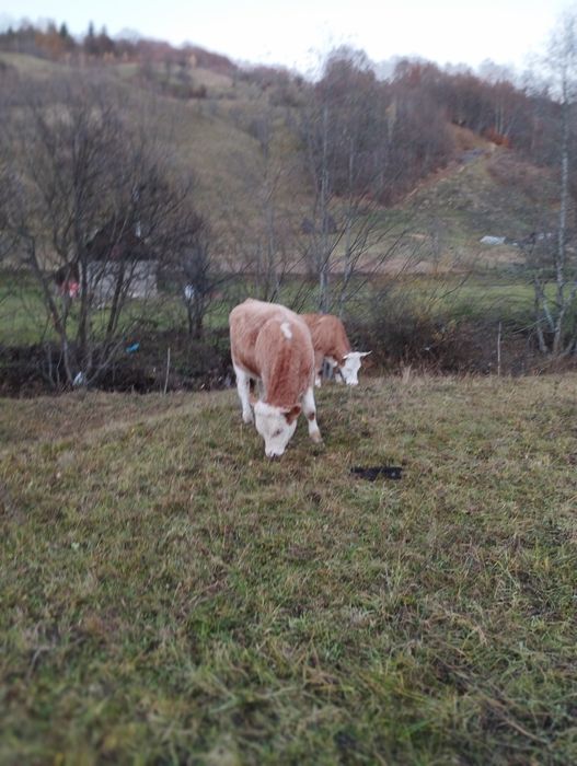 Vând vitel baltata romaneasca.