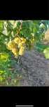vand struguri de vin productie 2025 producator de 12 hectare de vie