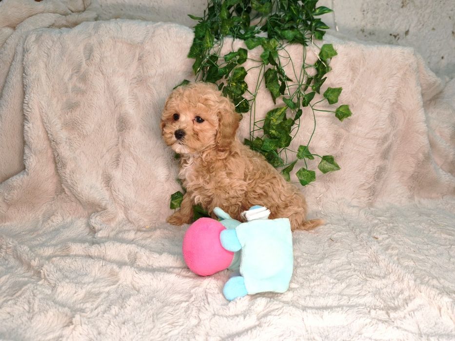Vand fetita Maltipoo f1b mini toy - teacup