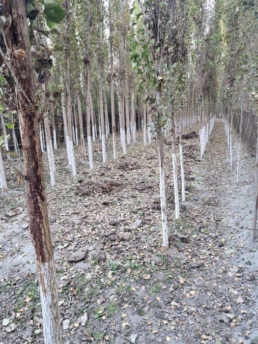 Yer uchastka sotiladi