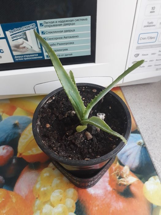 Комнатные цветы:алое, юкка,кактус, традесканция,толстянка.