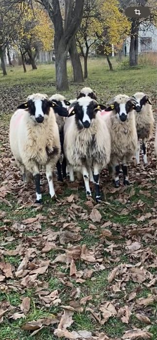 Mieluțe breze de Hațeg.