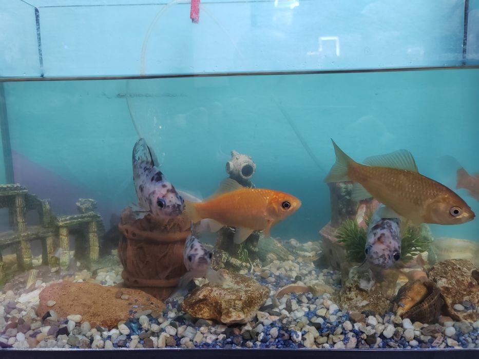 Donez acvariu cu pesti