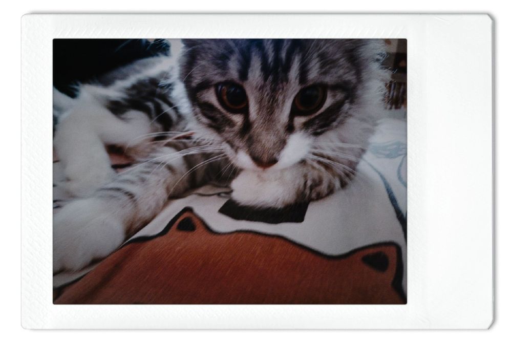 Продаётся котёнок