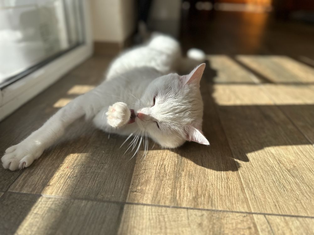 Гальовна и много кротка котка
