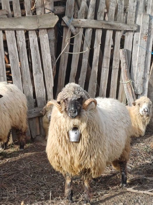 Vand Berbec bucalau turcan!