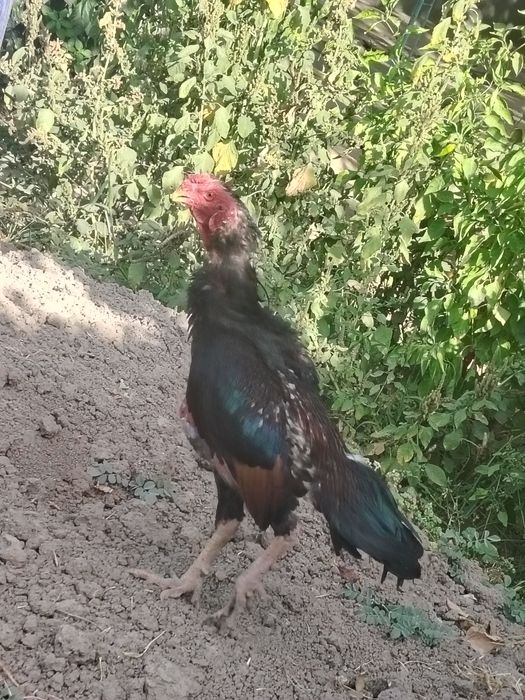 Tule xoroz vesi 4 kilo