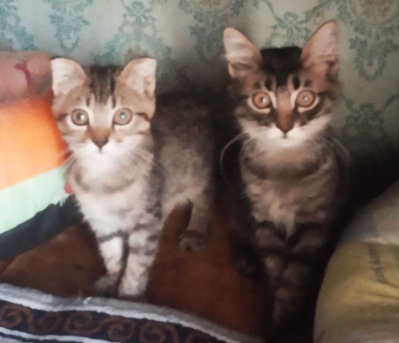 Котята страйт и фолд, смотрите фото!