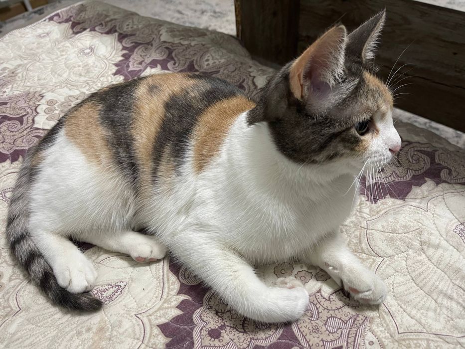 Кошечка бесплатно даром