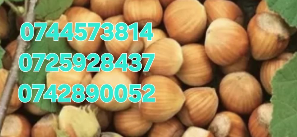 Meri.Ciresi.Par.Catina.Aluni.Nuci.Rodiu Kaki Visin Prun:Plantare  RO