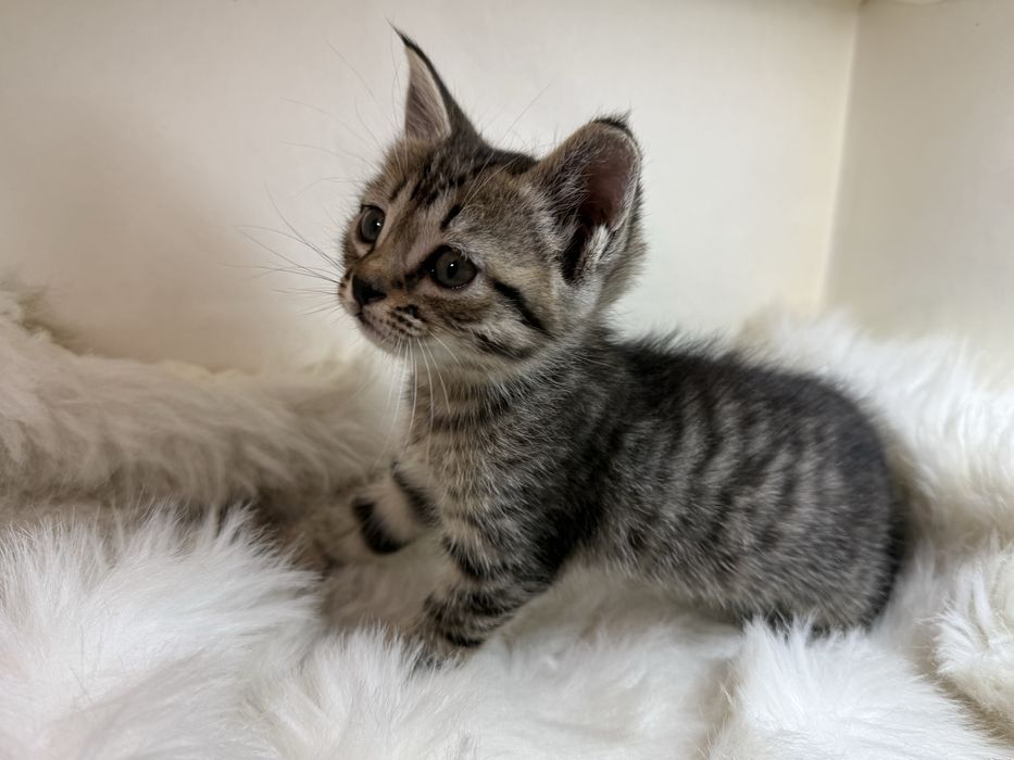 продаётся кошка 1 месячная