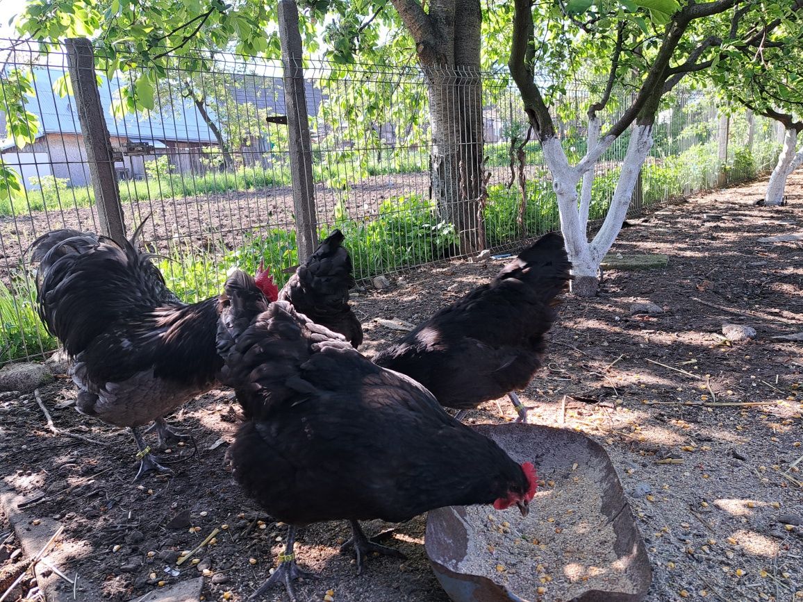 Australorp negru și albastru