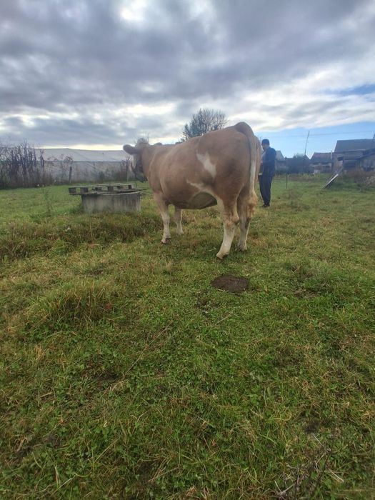 Vand juninca la a 2a fătare