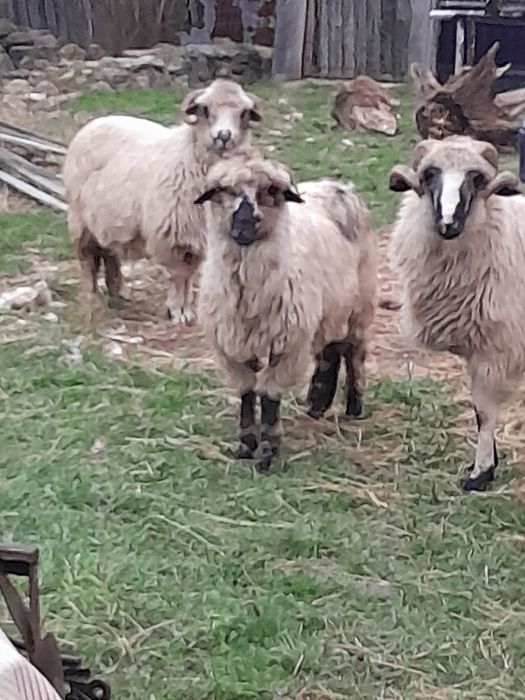 Vând oi de ținut