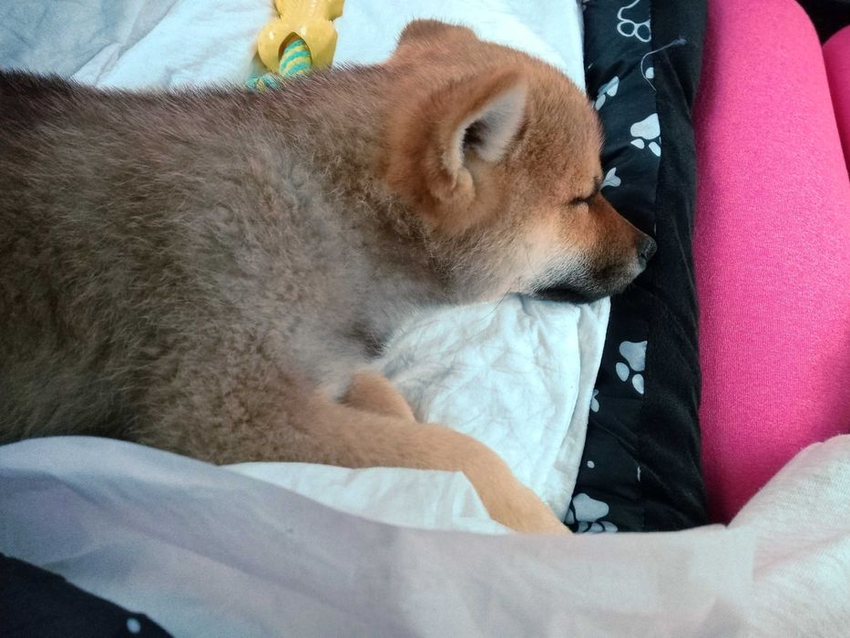 Нова Година БЕЗ СТРЕС от Пиратки Гледане на Кучета и Котки Къща с Двор