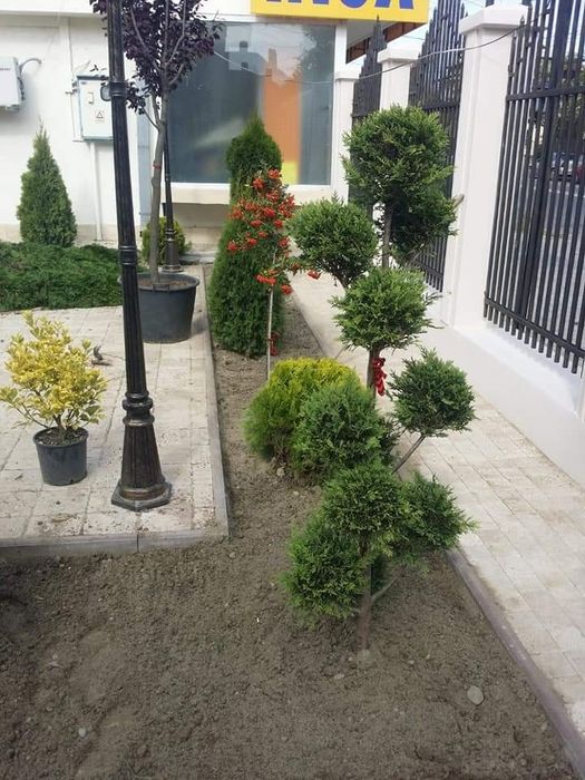 Specialitati plante ornamentale la ghiveci aclimatizate