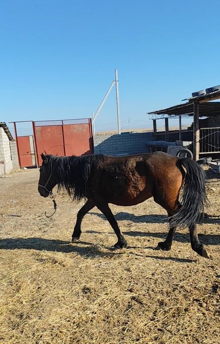 Жылқы бар сатылады срочна