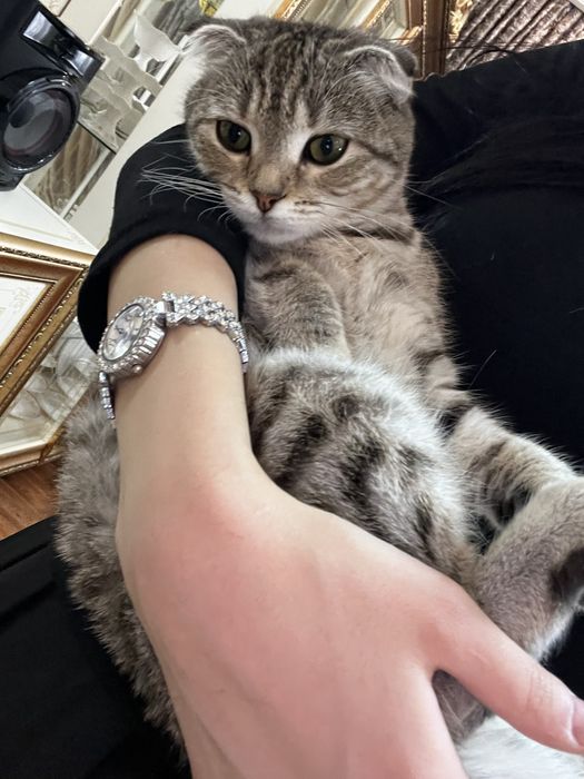 Отдам кота в хорошие руки