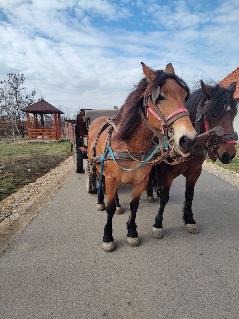 Vând iapă gestantă