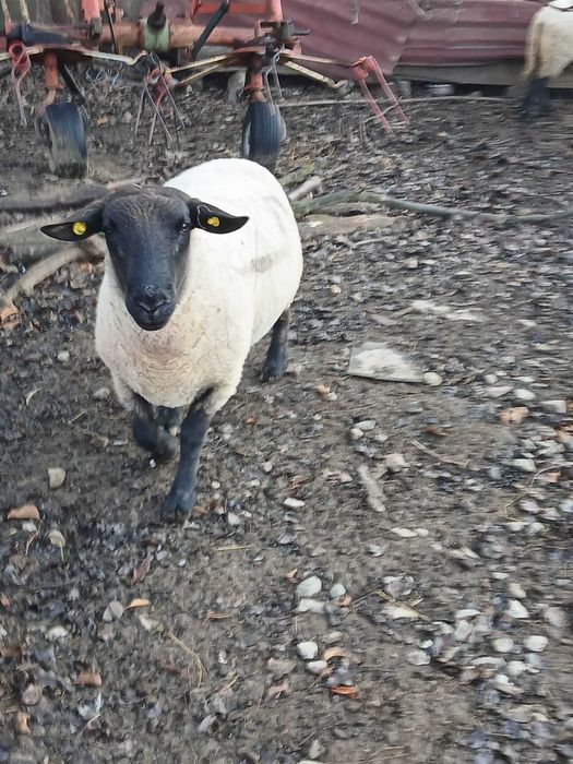 Oi sufolg  de vânzare