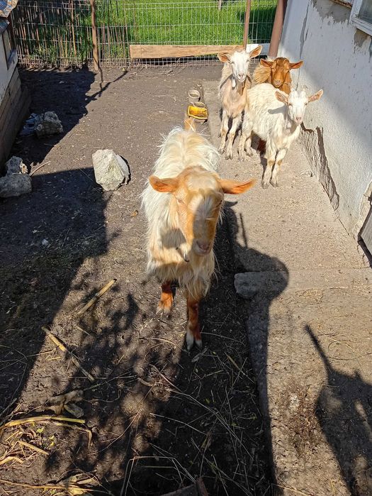 Țap de 2 ani bun de sămânță 1000 lei
