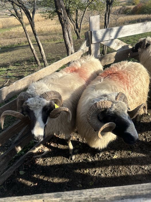 Disponibil 9 berbeci la un pret bun