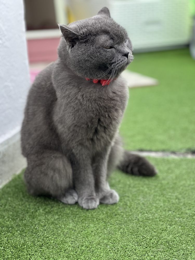 Pisica British shorthair blue