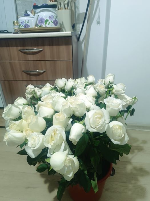 цветы белые розы