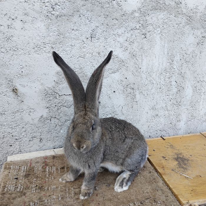 Masculi urias german