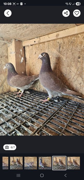 Vând porumbei Meulemans