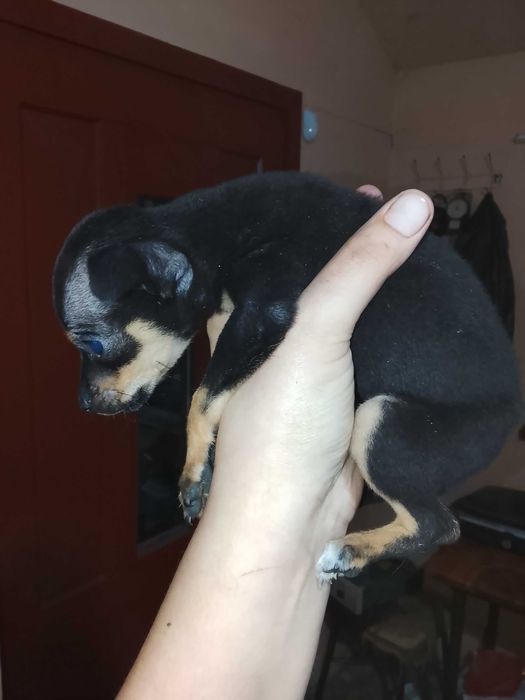 Здравейте, продавам тези две сладки пинчерчета