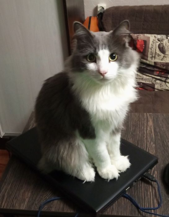 Отдам кота в добрые руки