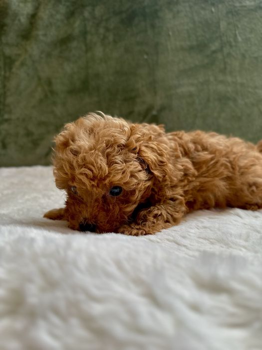 Fetiță pudel red mini toy