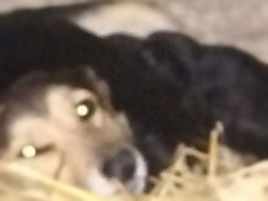 Dau spre adoptie 5 căței frumoși și iubitori