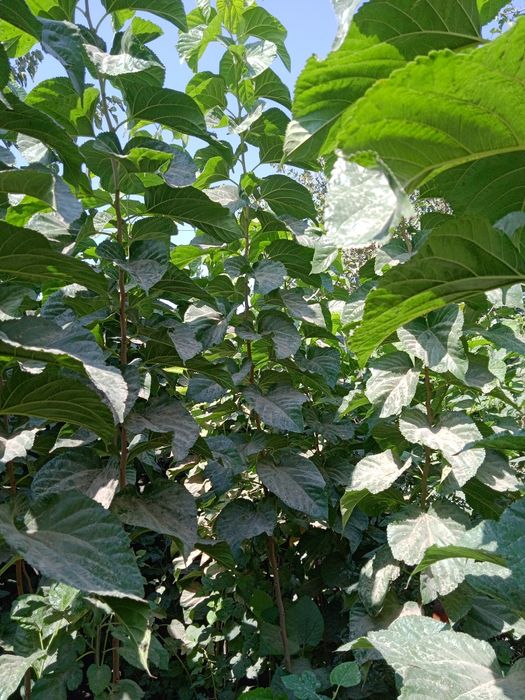 Manzarali va mevali kuchatlar Termizda.