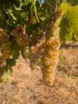 Strugurii de vin calitatea 1 prod 2025 distribuim la domiciliu client