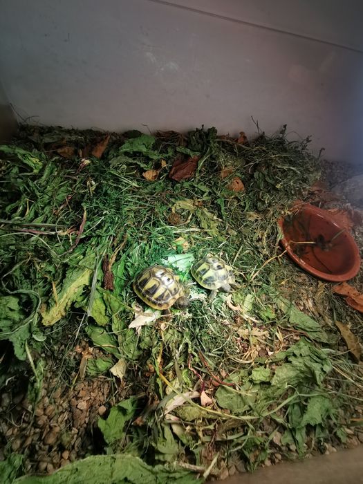 Brosca testoasa de uscat