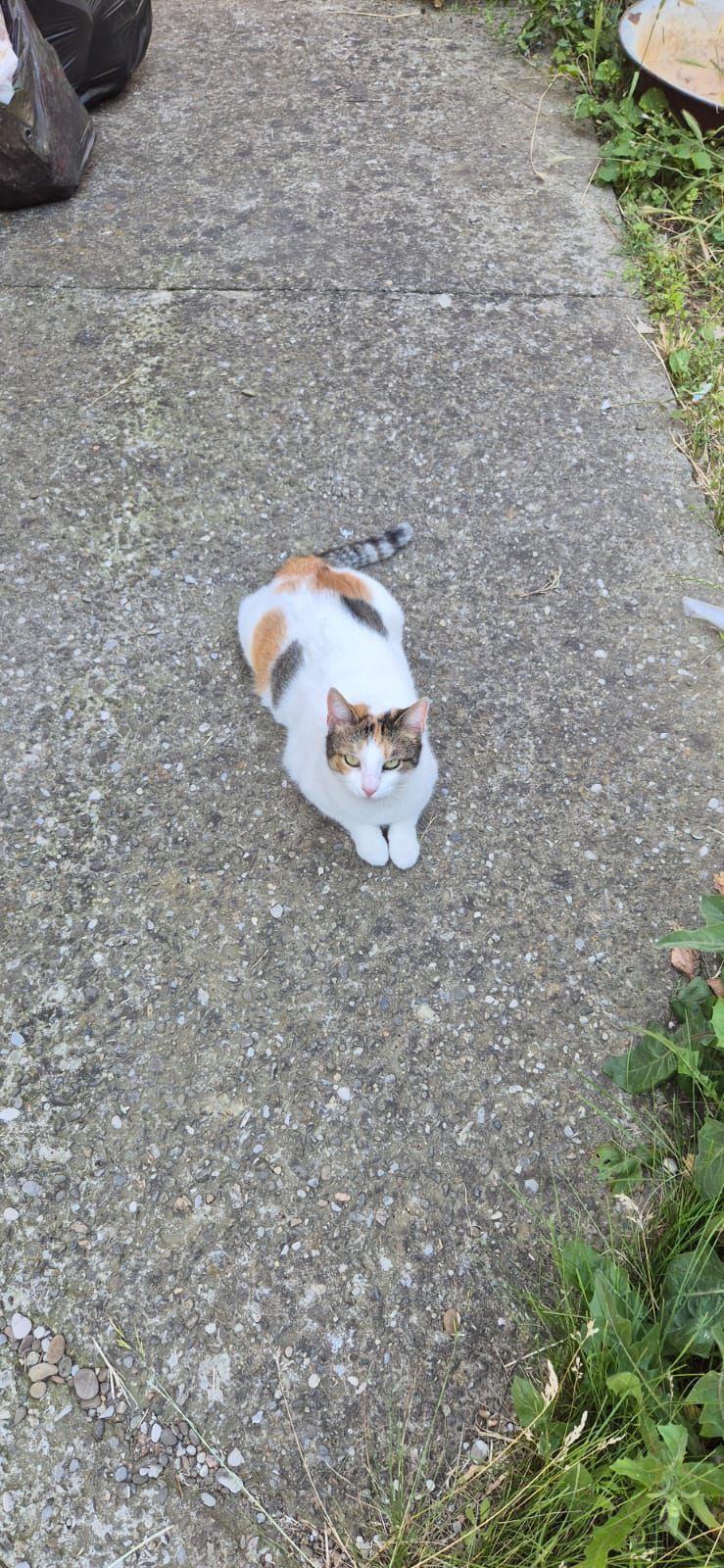 Pisicuta adoptie