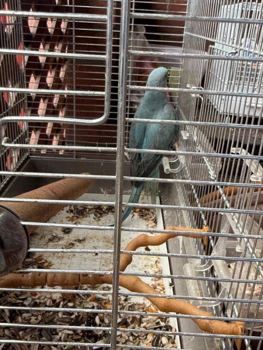 Vand micul Alexandru