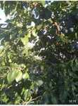 Prune Stanley calitate superioara