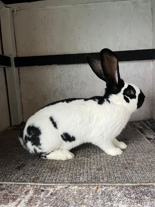 Disponibil 3 femele de fluture german