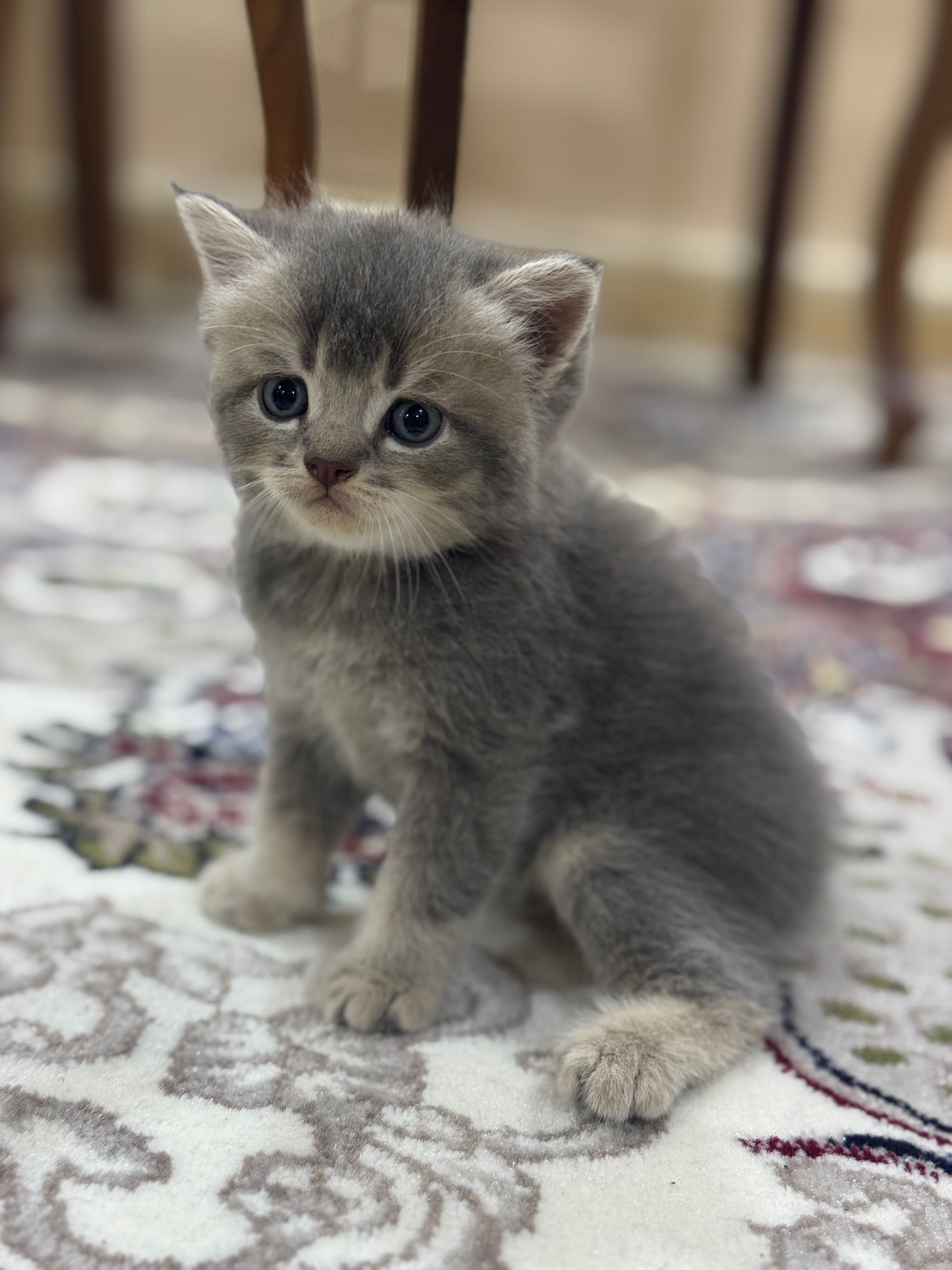 Продаются котята