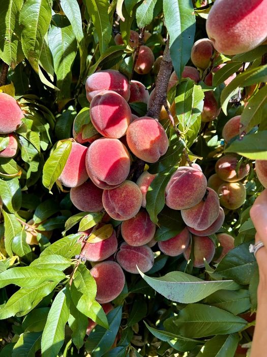 Servicii peisagistica, întretinere,tăieri pomi fructiferi/arbust/flori