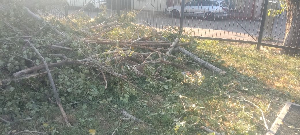 Дрова бесплатно самовывоз