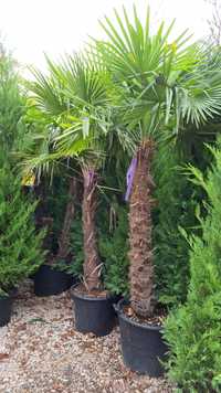 Palmier trachicarpus Fortunei